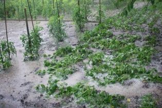 На Тернопільщині град розміром з перепелине яйце пом'яв машини (відео)