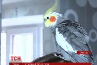 Патріотичний папуга у Тернополі вітається гаслом "Слава Україні!"
