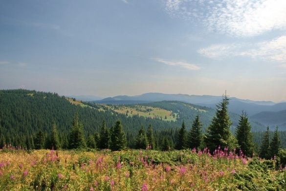 Фото прут от дерева