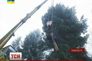 Будущую главную новогоднюю елку Украины не могли полдня вывезти из леса