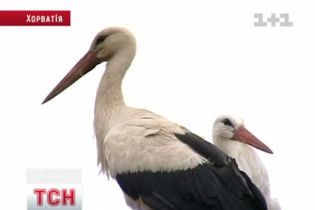 В Хорватии аист каждую весну возвращается к своей любимой