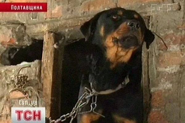 Собака