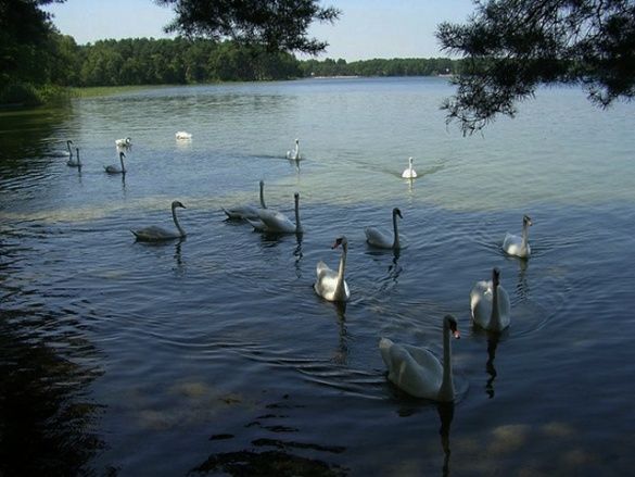 Шацький національний парк