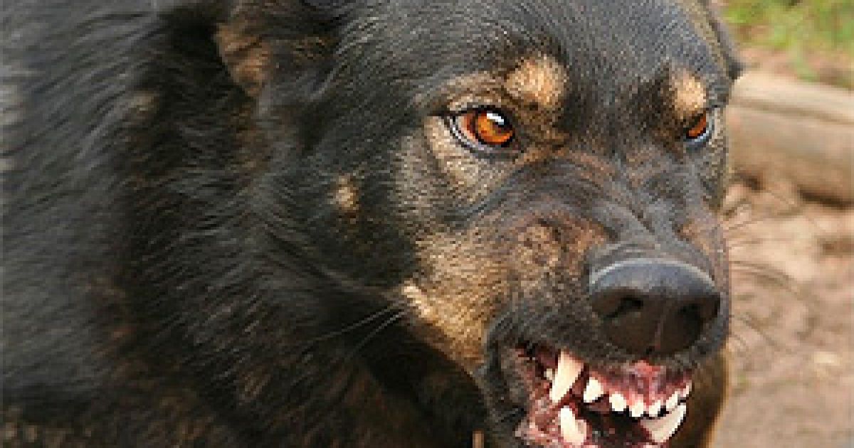 "Шрам залишиться на все життя": у Дніпрі собака покусав дівчинку за обличчя