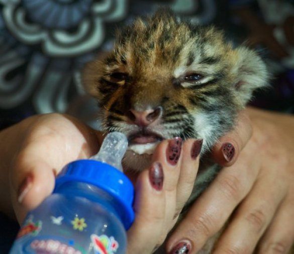 В бердянському зоопарку народилася уссурійська тигриця