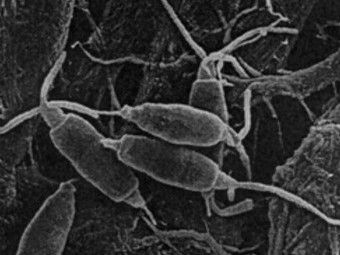 Гриб Pestalotiopsis microspora, що їсть пластик