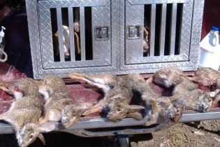 На Буковині від невідомої хвороби масово гинуть зайці