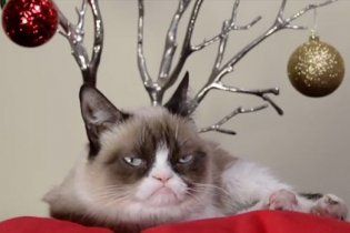 Самые известные котики интернета снялись в новогоднем видео