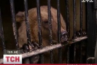 В Киевском зоопарке у бурых медведей Потапа и Насти родилось потомство
