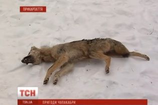 На Галичині розкрили таємницю чупакабри і показали її мертву тушу