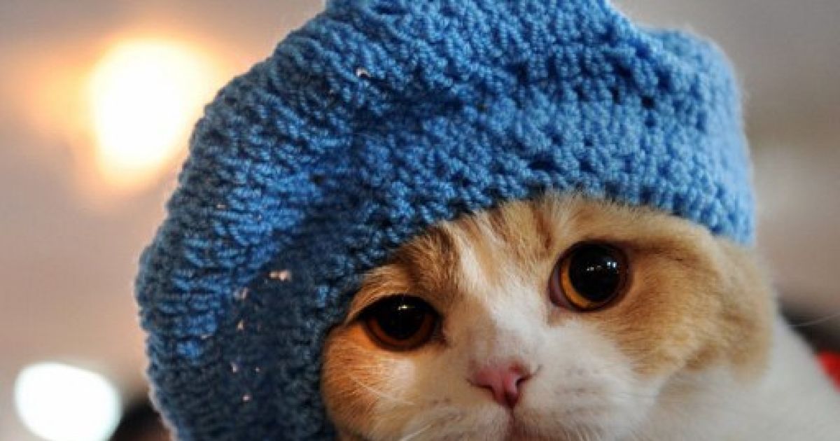 была шапки с кошками картинки для