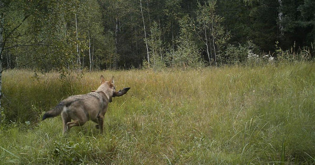 Волки мутанты из чернобыля. Зона отчуждения Чернобыльской АЭС. Животные в Чернобыльской зоне отчуждения. Чернобыль зона отчуждения животные. Зона отчуждения Чернобыльской АЭС звери.