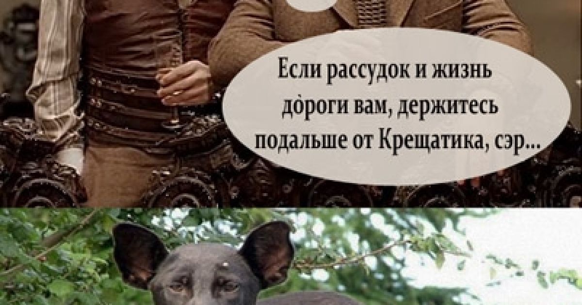 Собака похожая на путина фото