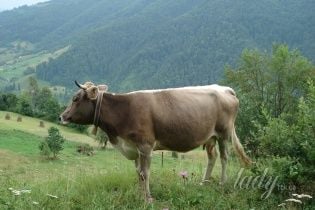 Село Квасы: релакс по-закарпатски