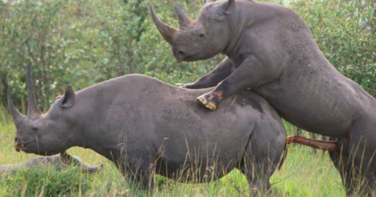 Elephant Has Sex With Rhino