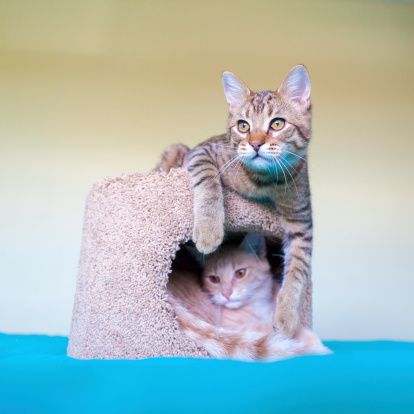 кот_2