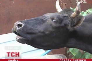 Медики підозрюють сибірку у майже півсотні запорожців