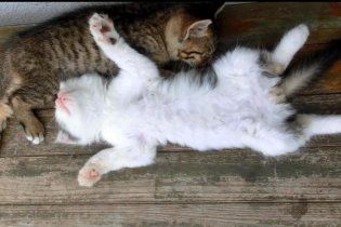 Котята спасли жизнь лисенку