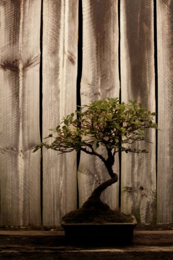 Feng Shui_4