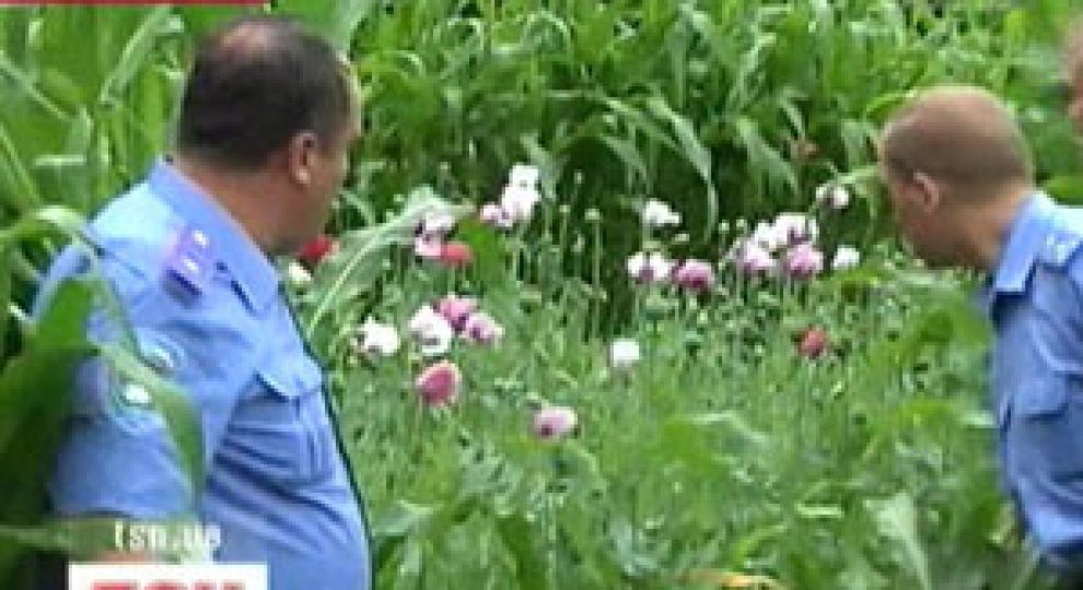 Прикордонники в зоні ООС на Донеччині ліквідували значну плантацію конопель - Цензор.НЕТ 6431