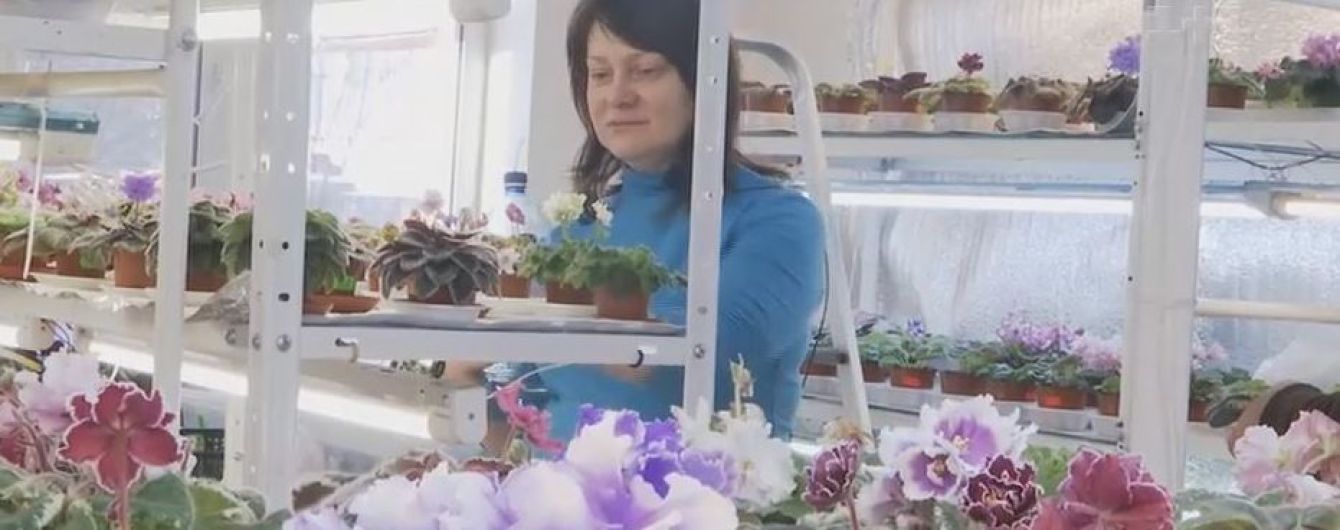 Селекціонерка фіалок вивела унікальний сорт квітки на честь "Океану Ельзи"