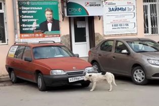 Обнаружен самый необычный похититель автономеров