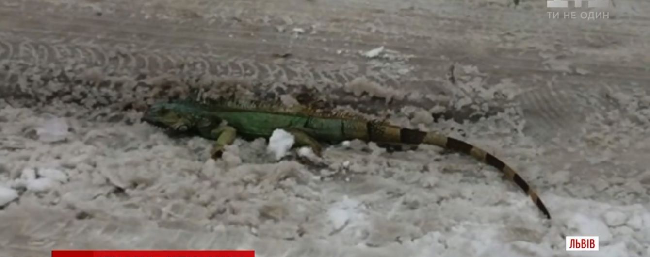 У Львові на снігу біля смітника знайшли метрову ігуану