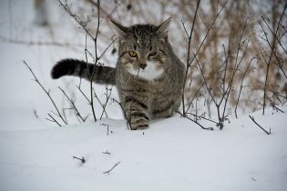 На Україну суне потужний антициклон