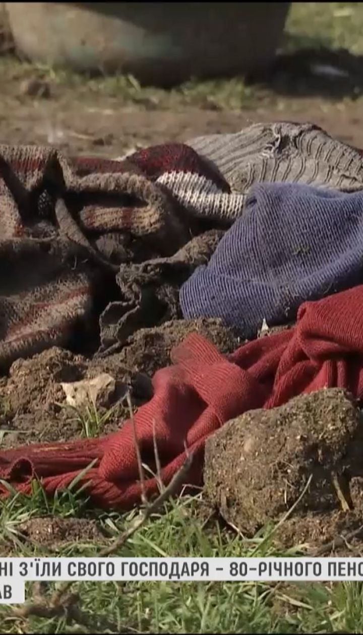 Зголоднілі домашні свині з'їли свого 80-річного господаря на Миколаївщині