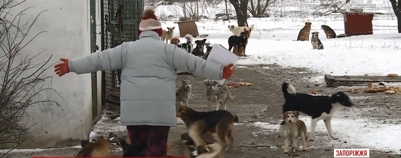 В Бердянске с бранью и проклятиями разбили авто коммунальщиков, которые отлавливали собак для приюта