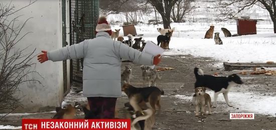 У Бердянську з лайкою і прокльонами розтрощили авто комунальників, які відловлювали собак для притулку
