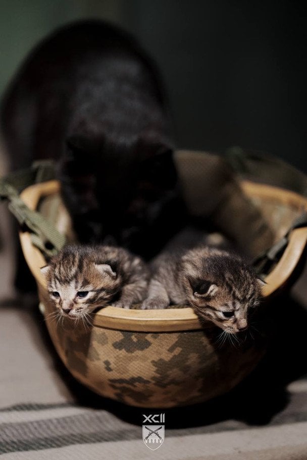 Котята в 92-й ОШБр / © соцмережі