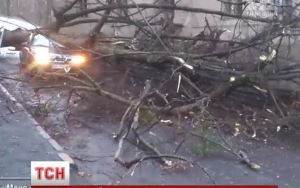 Ураган во Львове вырывал деревья, которые раздавили несколько машин: есть пострадавшие
