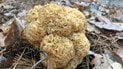 Sparassis crispa