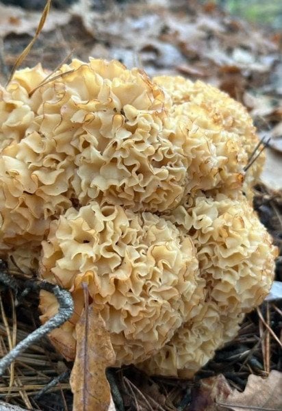 Sparassis crispa
