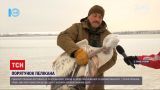 На Тилигульском лимане спасли пеликана с раненым крылом