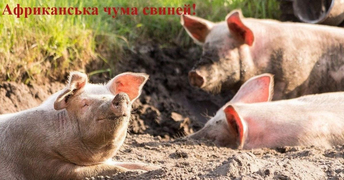 Африканська чума свиней