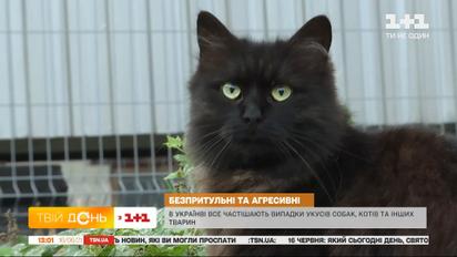 Що варто знати про сказ у тварин та як розпізнати симптоми захворювання