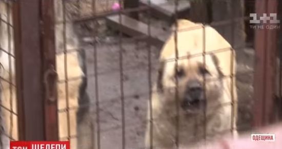 На Одещині три алабаї до напівсмерті покусали 71-річну пенсіонерку