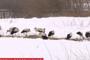 Тисячі лелек повернулися з теплих країв до України і опинилися під загрозою загибелі від холоду і голоду