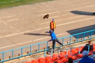 Российский фанат бросил живого петуха в тренера своей команды