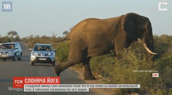Слоняча йога посеред траси підірвала Мережу