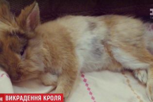 Верните Костю: гостиница в Харькове организовал поиски своего пропавшего кролика