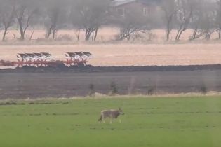 У Данії вперше за кілька століть з’явились вовки – одного з них вже застрелили на камеру