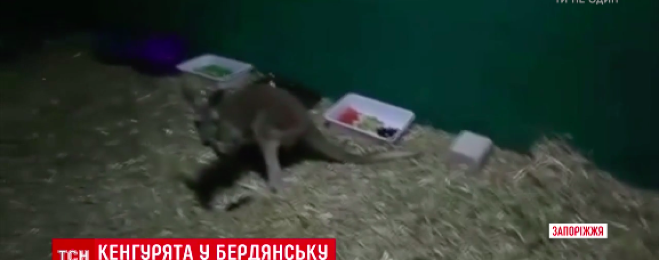 В Бердянском зоопарке появилась пара кенгуру