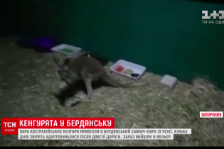 В Бердянском зоопарке появилась пара кенгуру