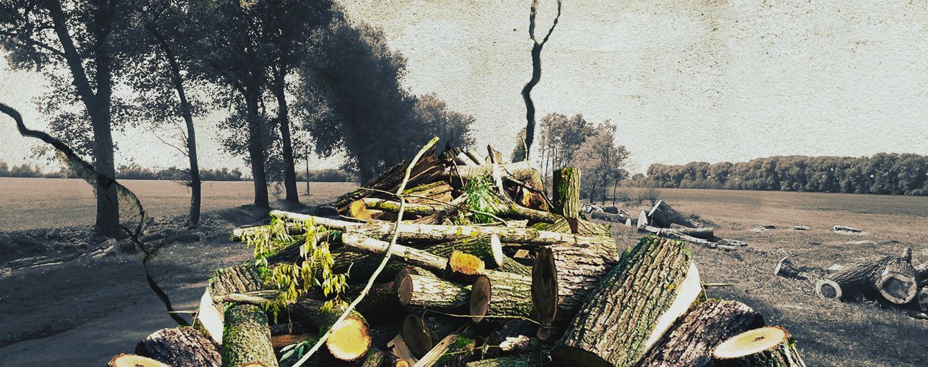 Вирізали всі лісосмуги. На Київщині масово вирубують тополі вздовж доріг