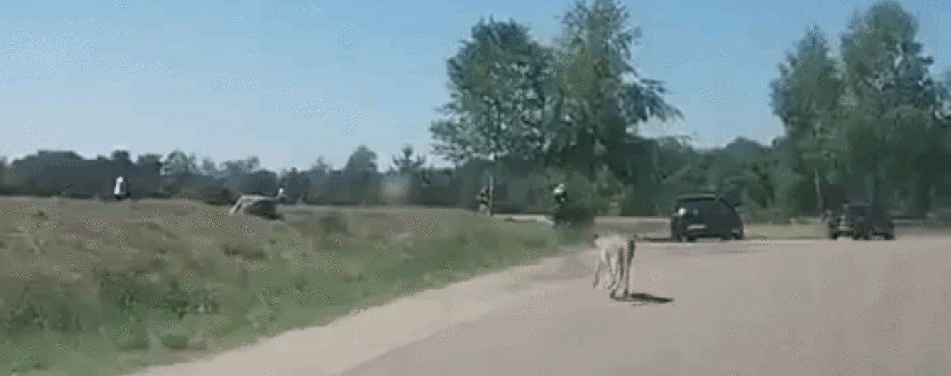Жуткое видео: гепарды чуть не разорвали семью с ребенком во время сафари