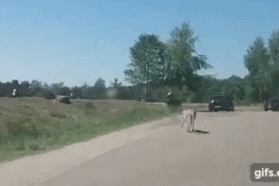 Жуткое видео: гепарды чуть не разорвали семью с ребенком во время сафари