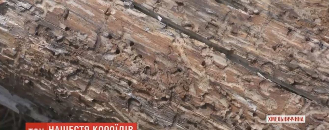 Экологи констатируют приближение катастрофы из-за нашествия жуков-короедов
